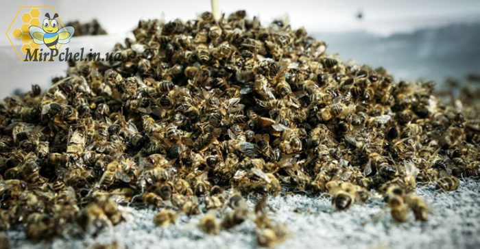 Потрава пчел в Белоцерковском районе. И обращение головы общества пасечников к пасечникам Украины