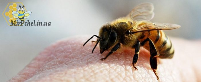 Апитерапия: лечение пчелиным ядом