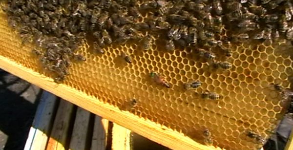 Осмотр проблемной семьи, и купленных пчел ранее