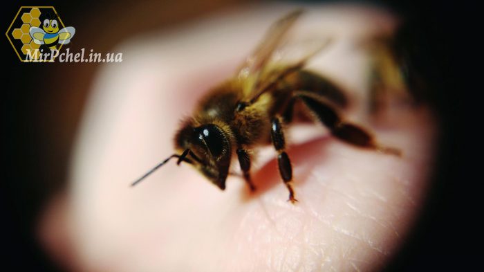 Пчелиный яд в современной медицине