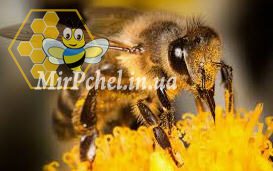 Сегодня,  20 мая,  отмечается Всемирный день пчел.